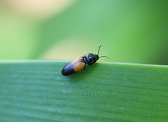 Anilicus rectilineatus