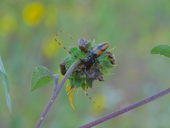 Dendrobias mandibularis