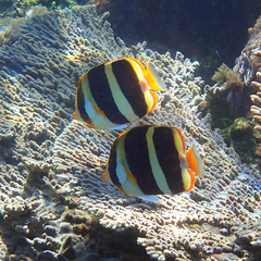 Chaetodon tricinctus