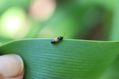 Anilicus rectilineatus