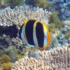 Chaetodon tricinctus