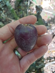 Planchonella australis