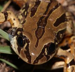 Semnodactylus wealii