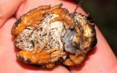 Semnodactylus wealii