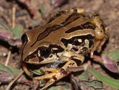 Semnodactylus wealii