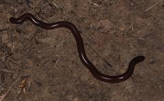 Afrotyphlops bibronii