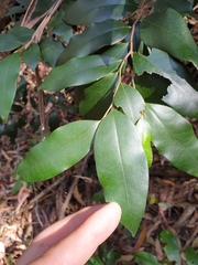 Diospyros pentamera