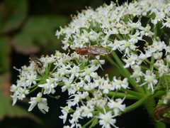 Sciomyzoidea