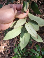 Diospyros pentamera