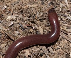 Afrotyphlops bibronii