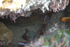 Gymnothorax mordax
