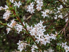Epacris acuminata