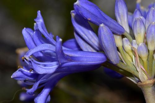 Agapanthus africanus