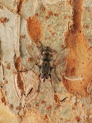 Tachinidae