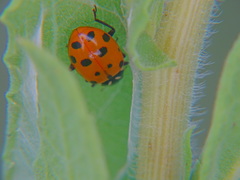 Hippodamia convergens