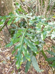 Stenocarpus sinuatus