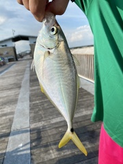 Chloroscombrus chrysurus
