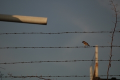Passer domesticus