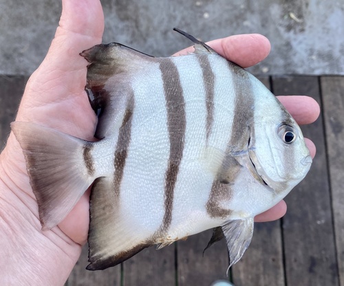 Atlantic spadefish (Chaetodipterus faber) — Ephippidae — 3