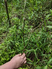 Lactuca canadensis