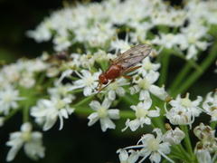 Sciomyzoidea