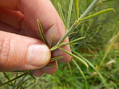 Psoralea uncinata