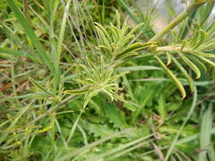 Psoralea uncinata