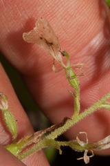 Neottia convallarioides