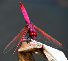 Trithemis annulata annulata