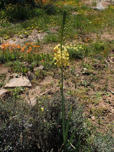 Bulbine praemorsa