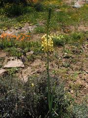 Bulbine praemorsa