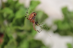 Neoscona oaxacensis