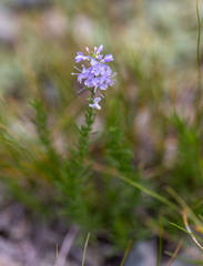 Veronica pinnata