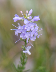 Veronica pinnata