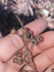Eucalyptus campanulata