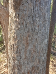 Eucalyptus campanulata