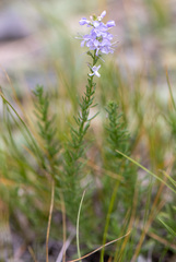 Veronica pinnata