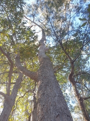 Eucalyptus campanulata