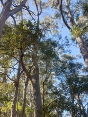 Eucalyptus campanulata