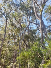 Eucalyptus campanulata