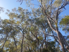Eucalyptus campanulata