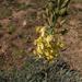 Bulbine praemorsa - Photo 由 Peter Warren 所上傳的 不保留任何權利