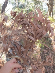 Eucalyptus campanulata