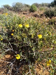 Osteospermum sinuatum