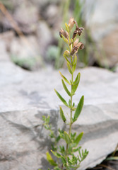 Dracocephalum peregrinum
