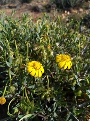 Osteospermum sinuatum