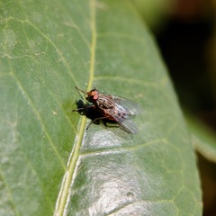 Pygophora apicalis