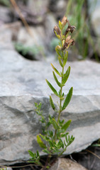 Dracocephalum peregrinum