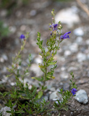 Dracocephalum peregrinum