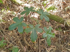 Brachychiton acerifolius